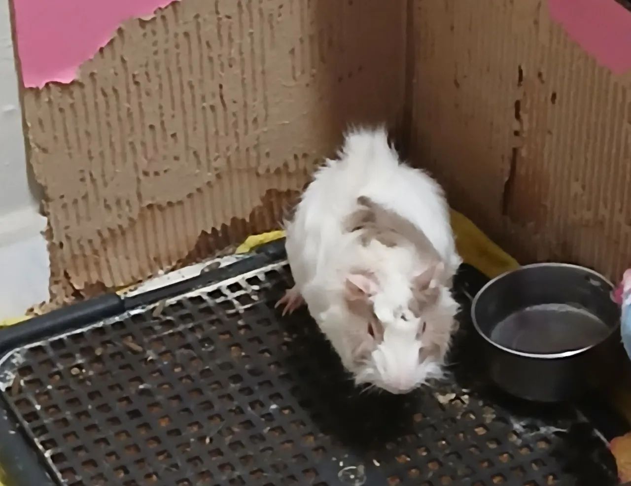 Doação porquinho da Índia  - Foto 2