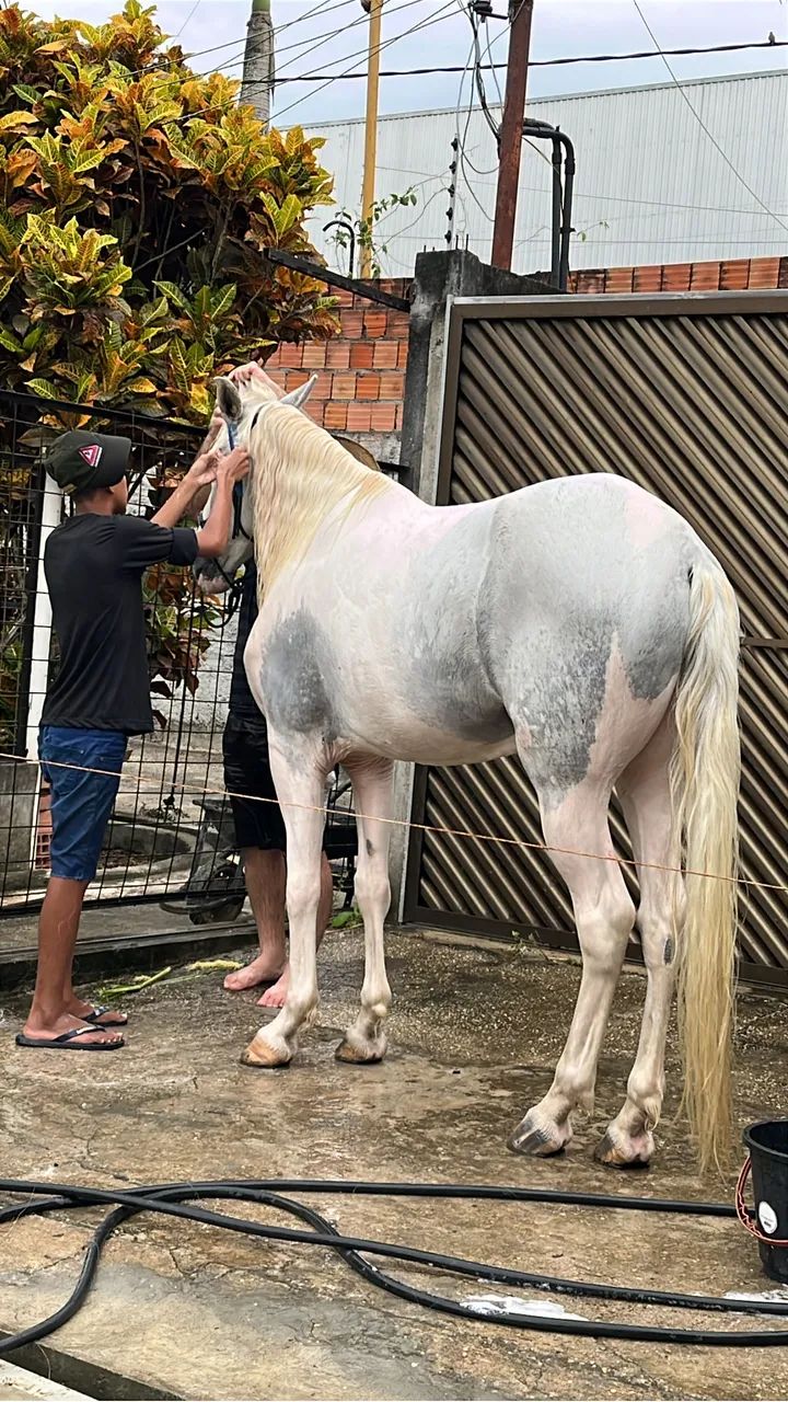 Cavalo manga larga marchador  - Foto 2