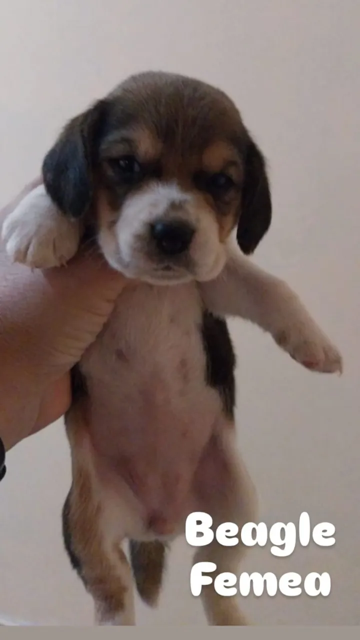 Beagle Femea Para reserva