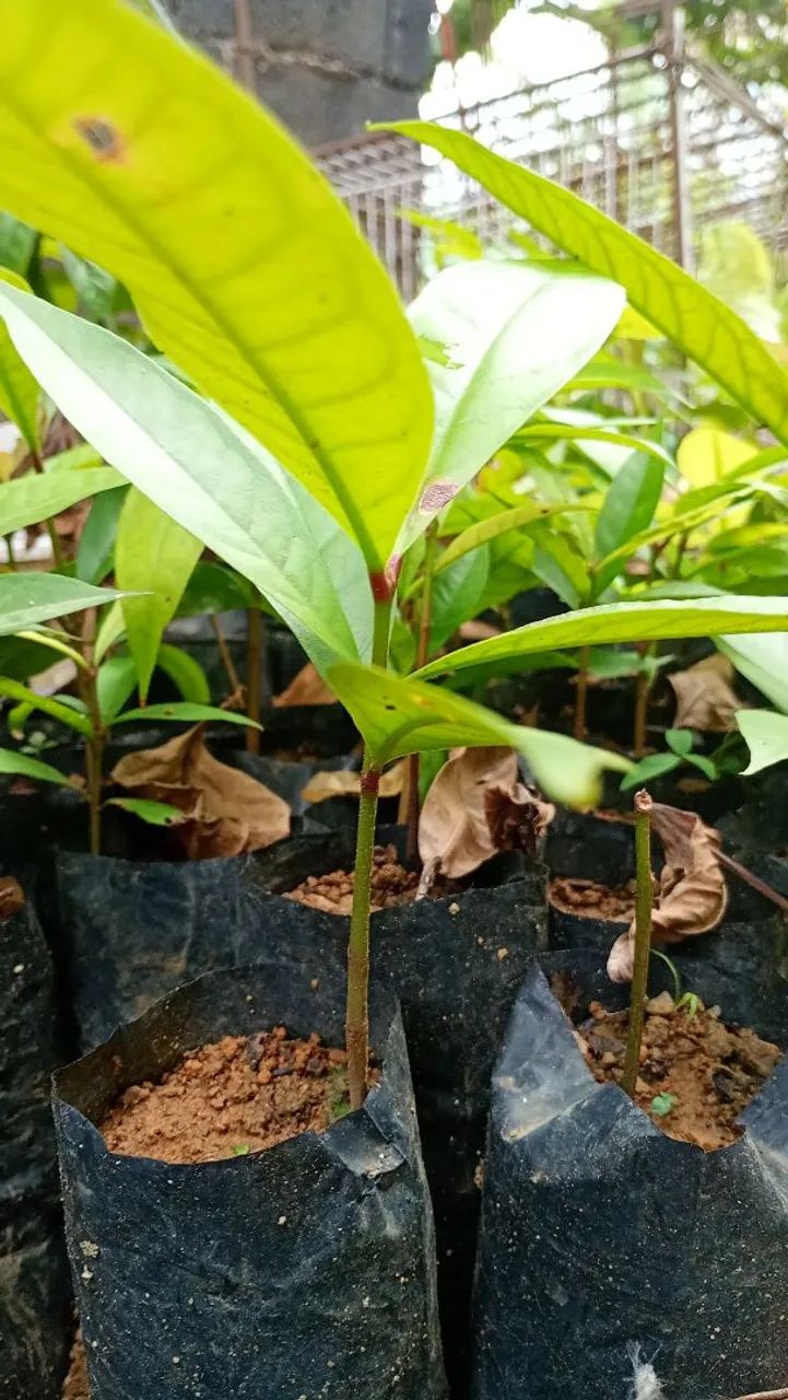 Mudas de jambo vermelho 