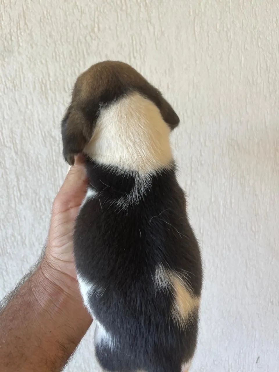 Filhote Beagle - Foto 3