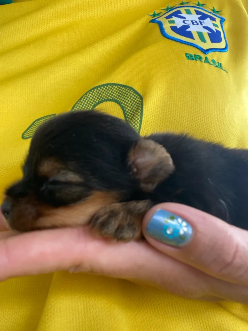 Yorkshire Terrier Macho