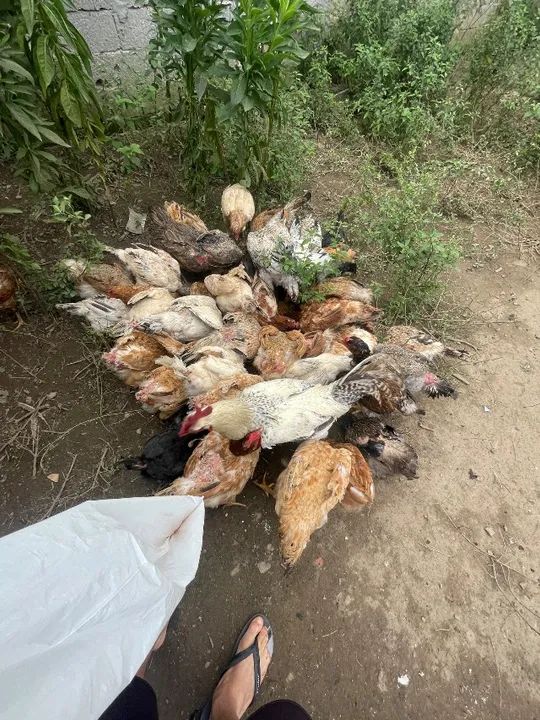 Galinhas caipiras A partir de 30-50  - Foto 3