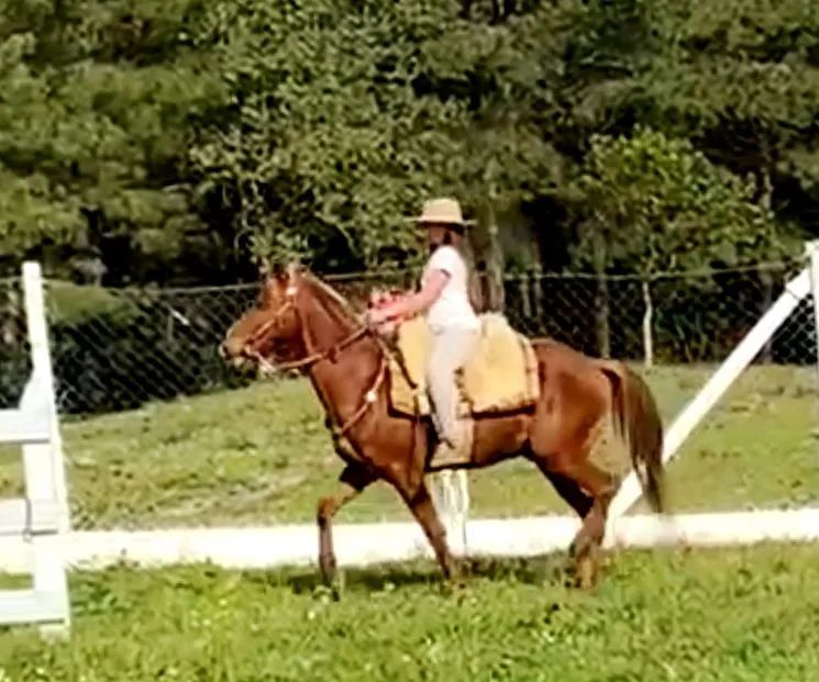 Marchador Mangalarga/Campeiro  - Foto 5