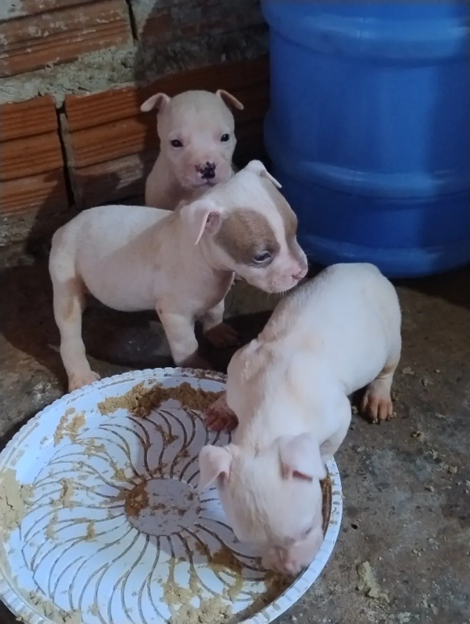 Pitbull