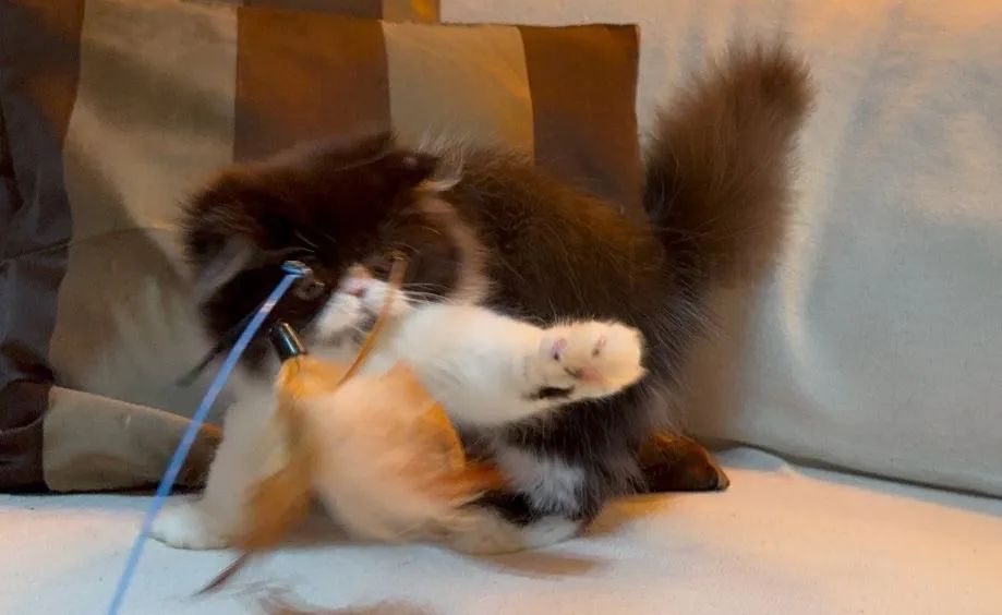 Gata persa  - Foto 3