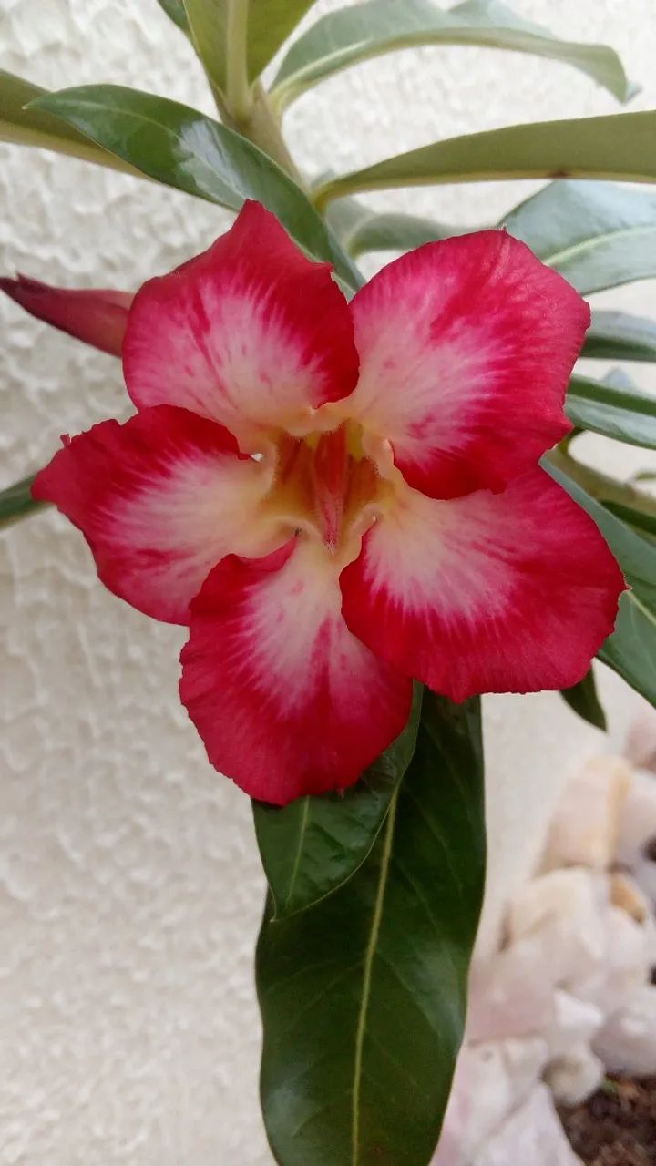 VENDO ROSAS DO DESERTO * - Foto 2