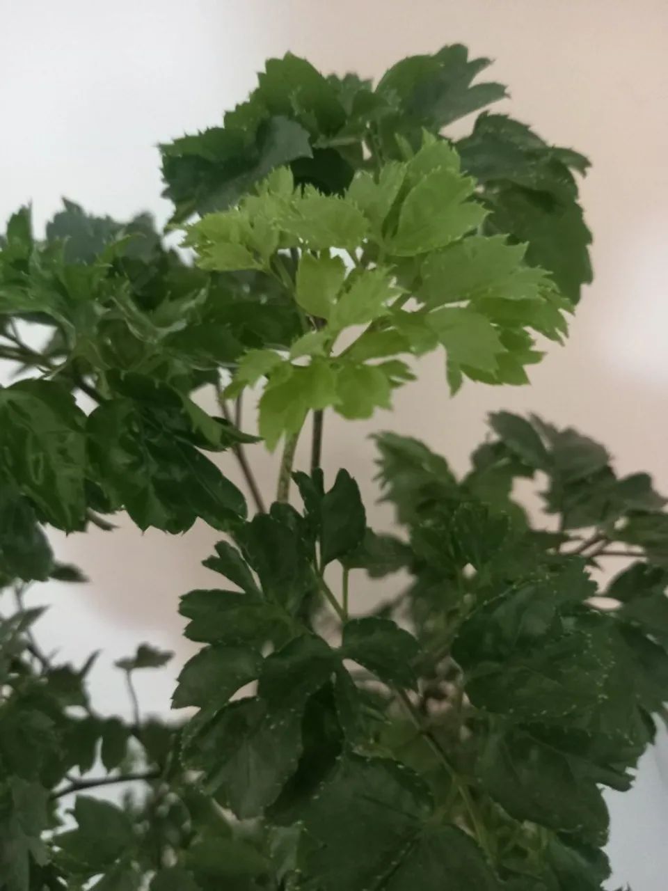 arvore da Felicidade - Foto 2