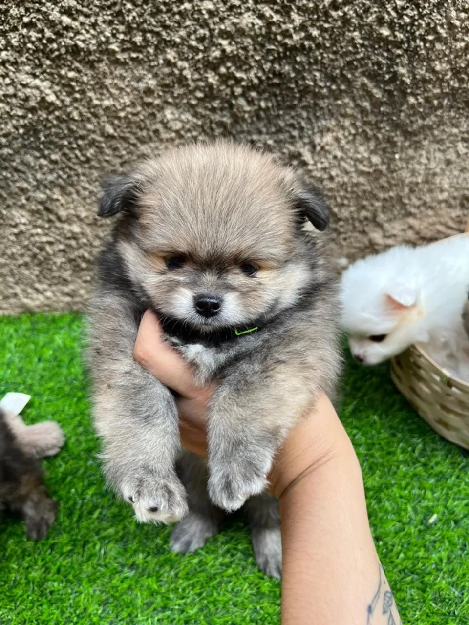 Spitz Alemão Macho - Padrão Teddy Bear