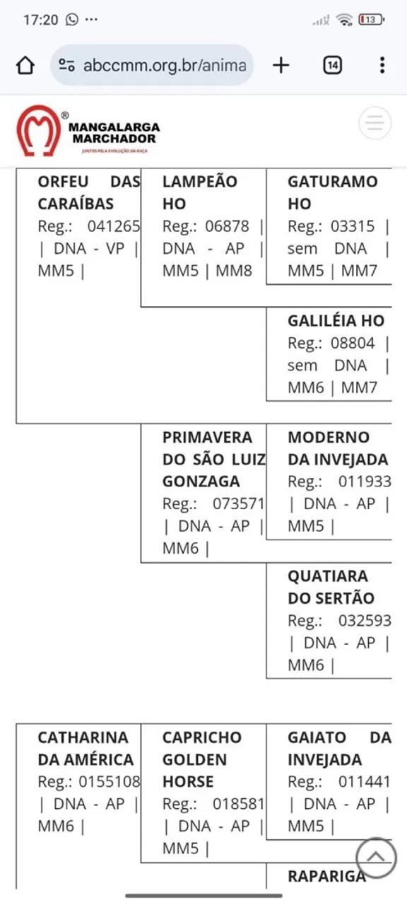 Cavalo Pampa de preto - Foto 5
