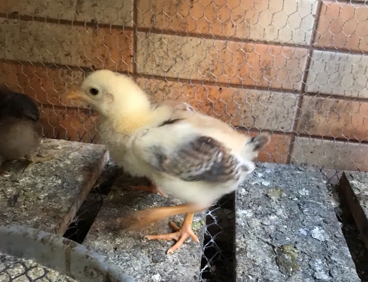 Pintinhos índio mestiço com caioira - Foto 3