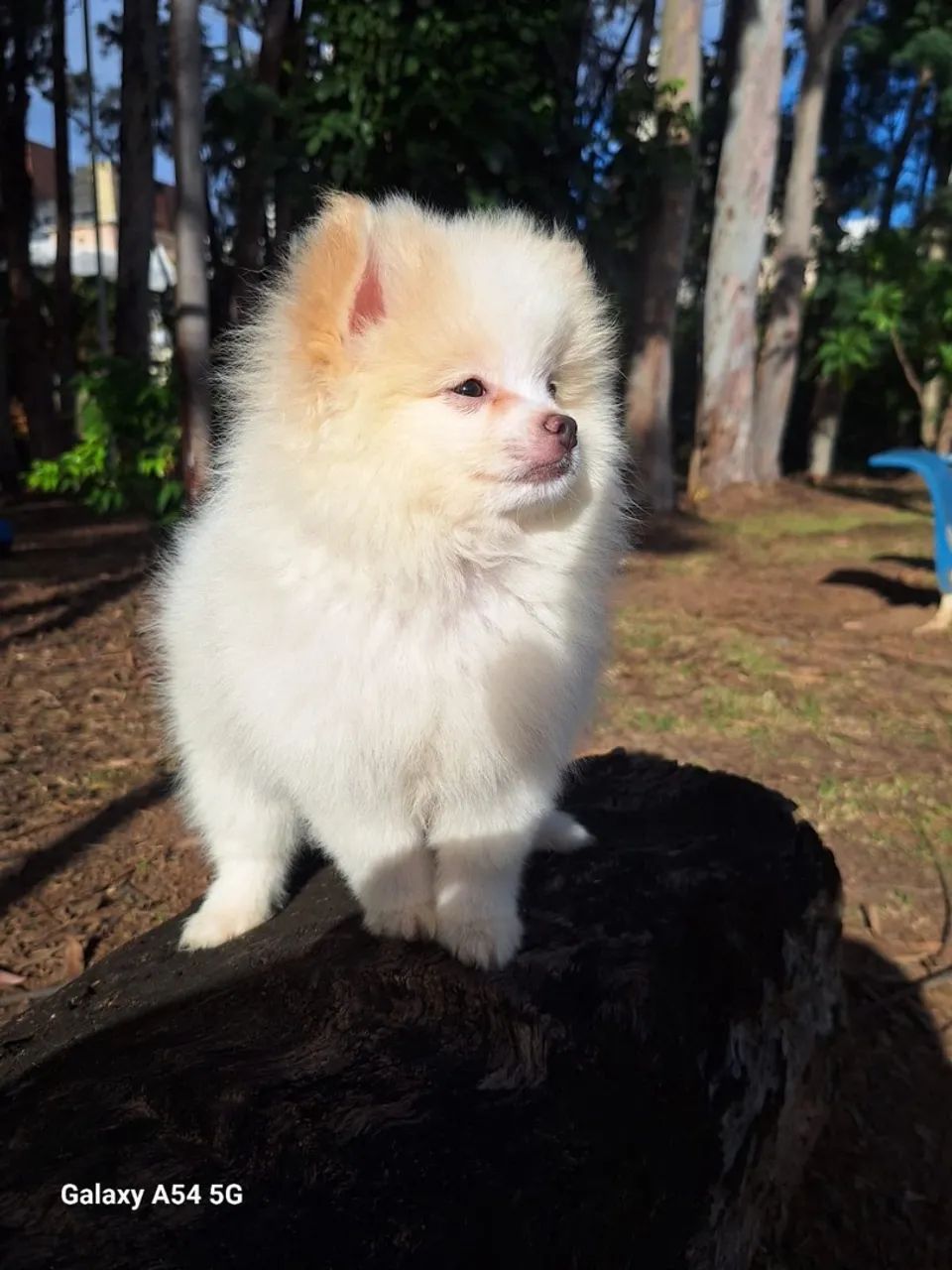 Spitz Alemão/Lulu-Da-Pomerânia macho  - Foto 4