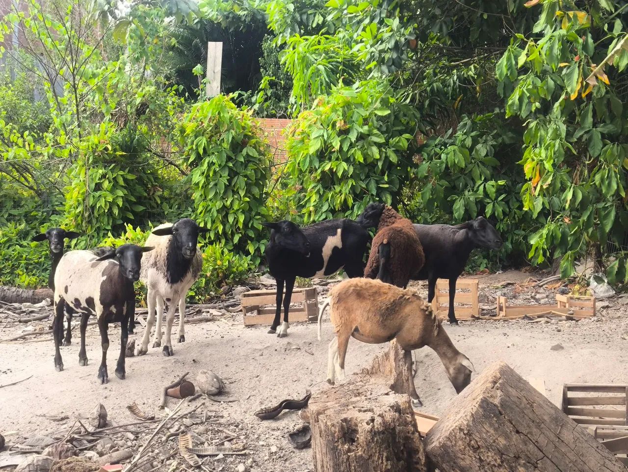 Vendo carneiro o KG vivo - Foto 3