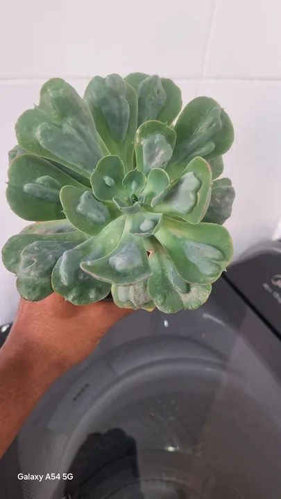 Planta suculenta Echeveria - Foto 6