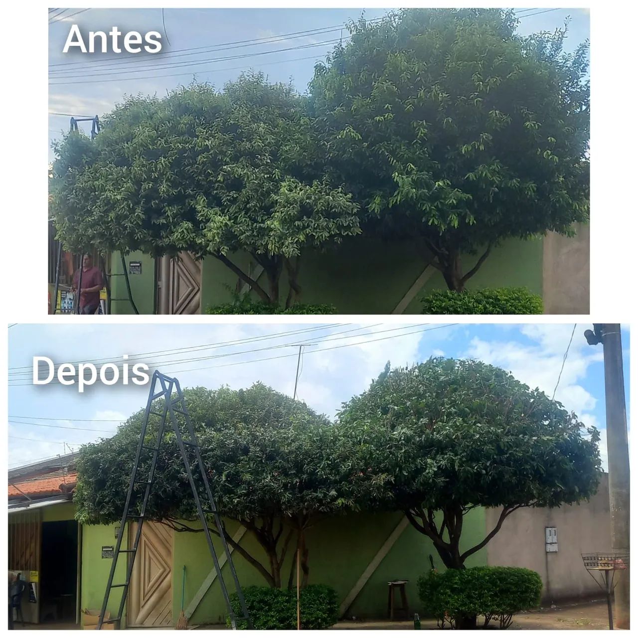 Podas de árvores  - Foto 2