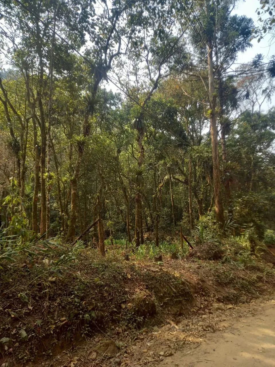 Belíssimo terreno com grande parte plana no Vale do Pavão, com córrego ao fundo, em meio à - Foto 4