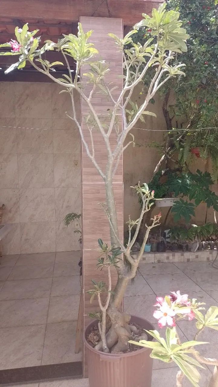 Rosas deserto  - Foto 3