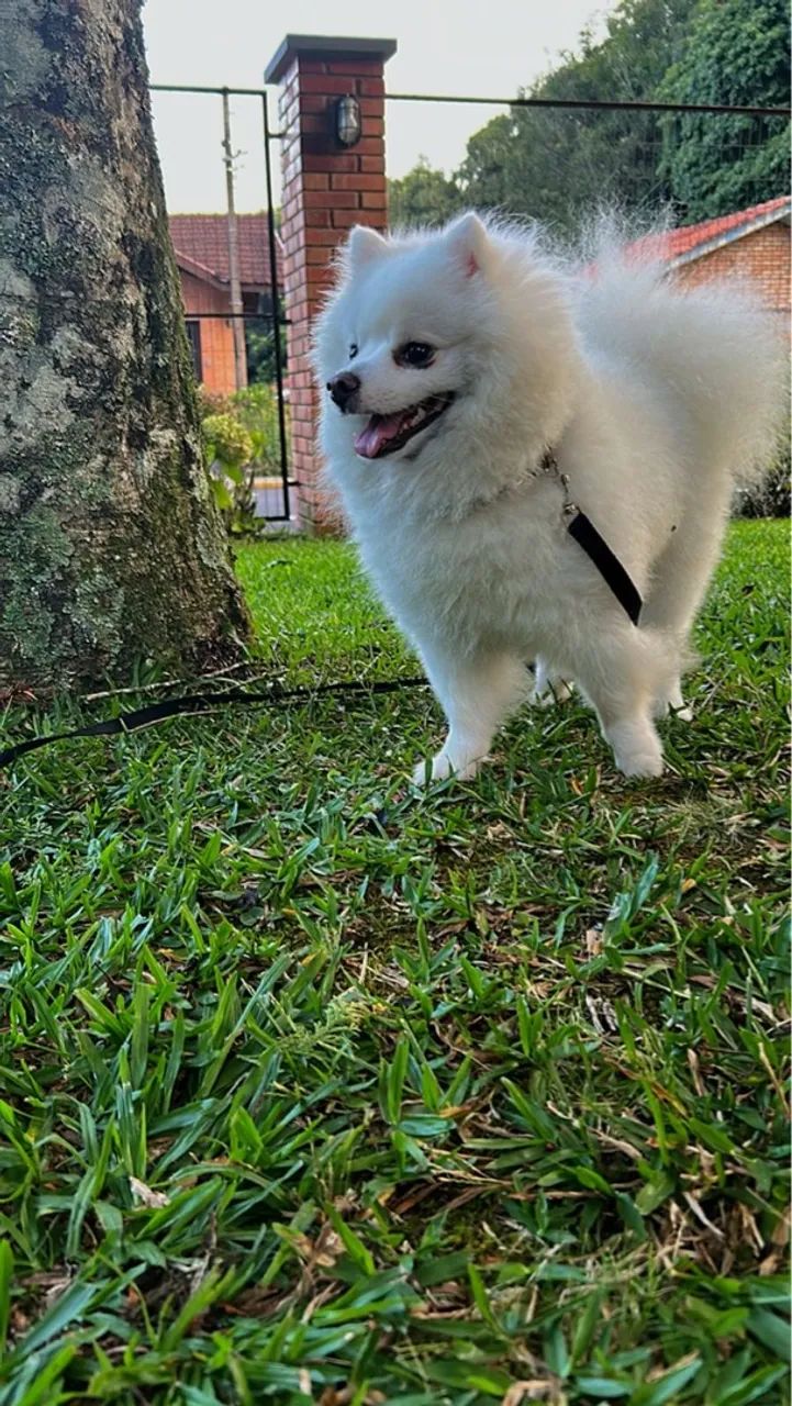 Spitz Alemão para cruza - Foto 4