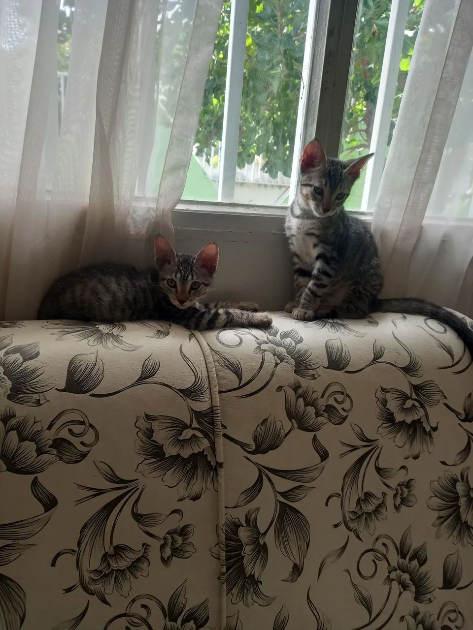 Gatinho Filhote Cinza Listrado - Para Adotar! - Foto 4