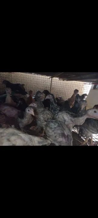 PINTINHOS E FRANGUINHO CAIPIRA. - Foto 3