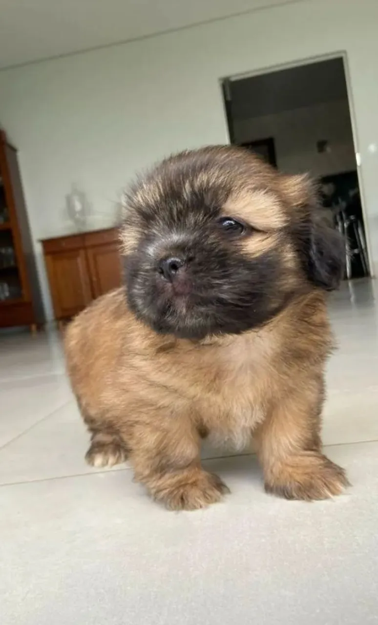 Lhasa Apso