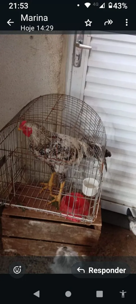 Disponível galo índio