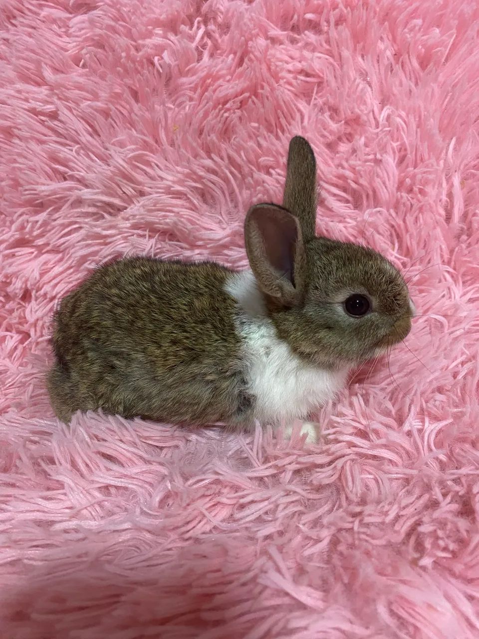 Filhotes de coelhinhos  - Foto 2