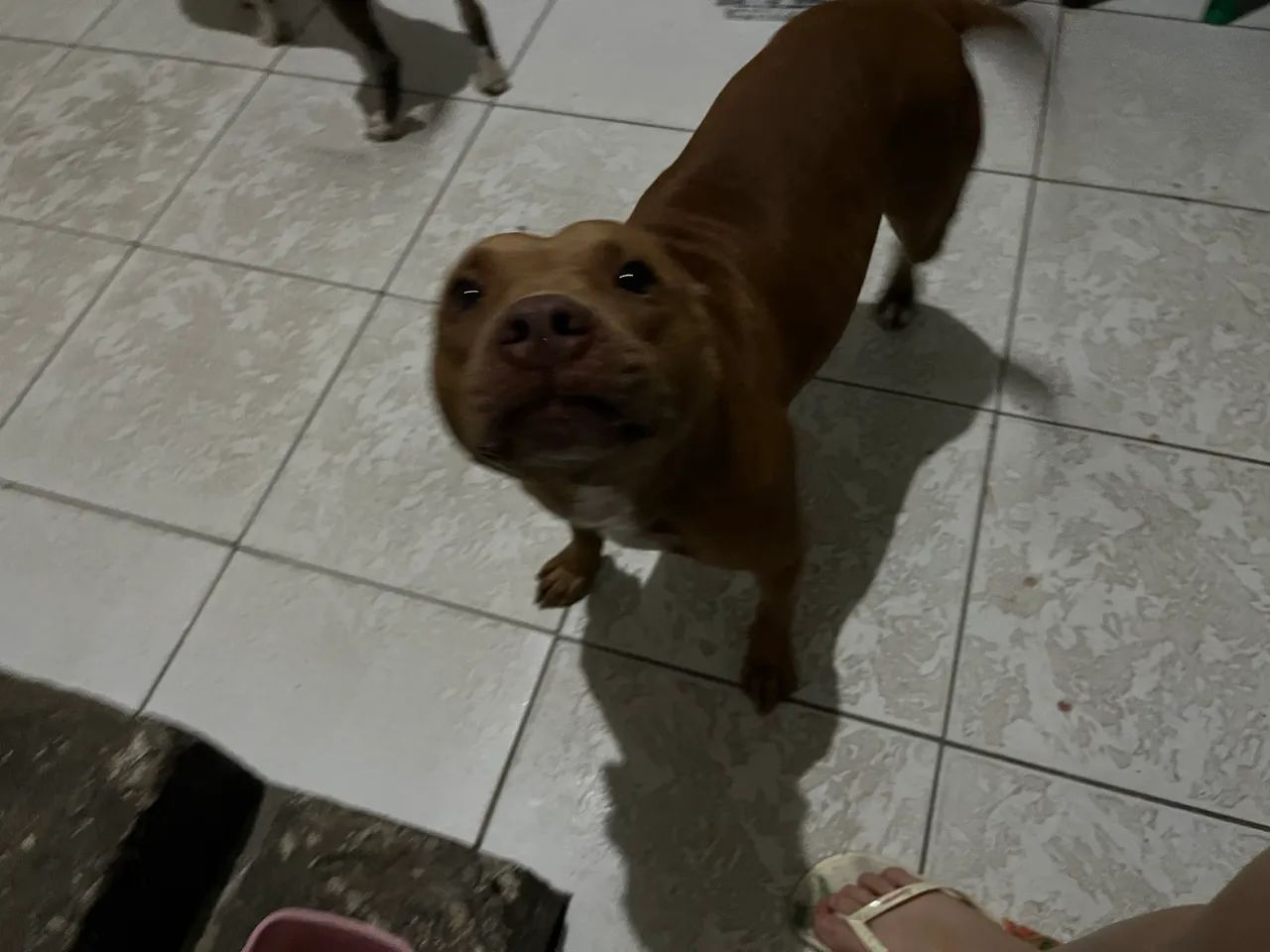 Pitbull fêmea 2 anos 