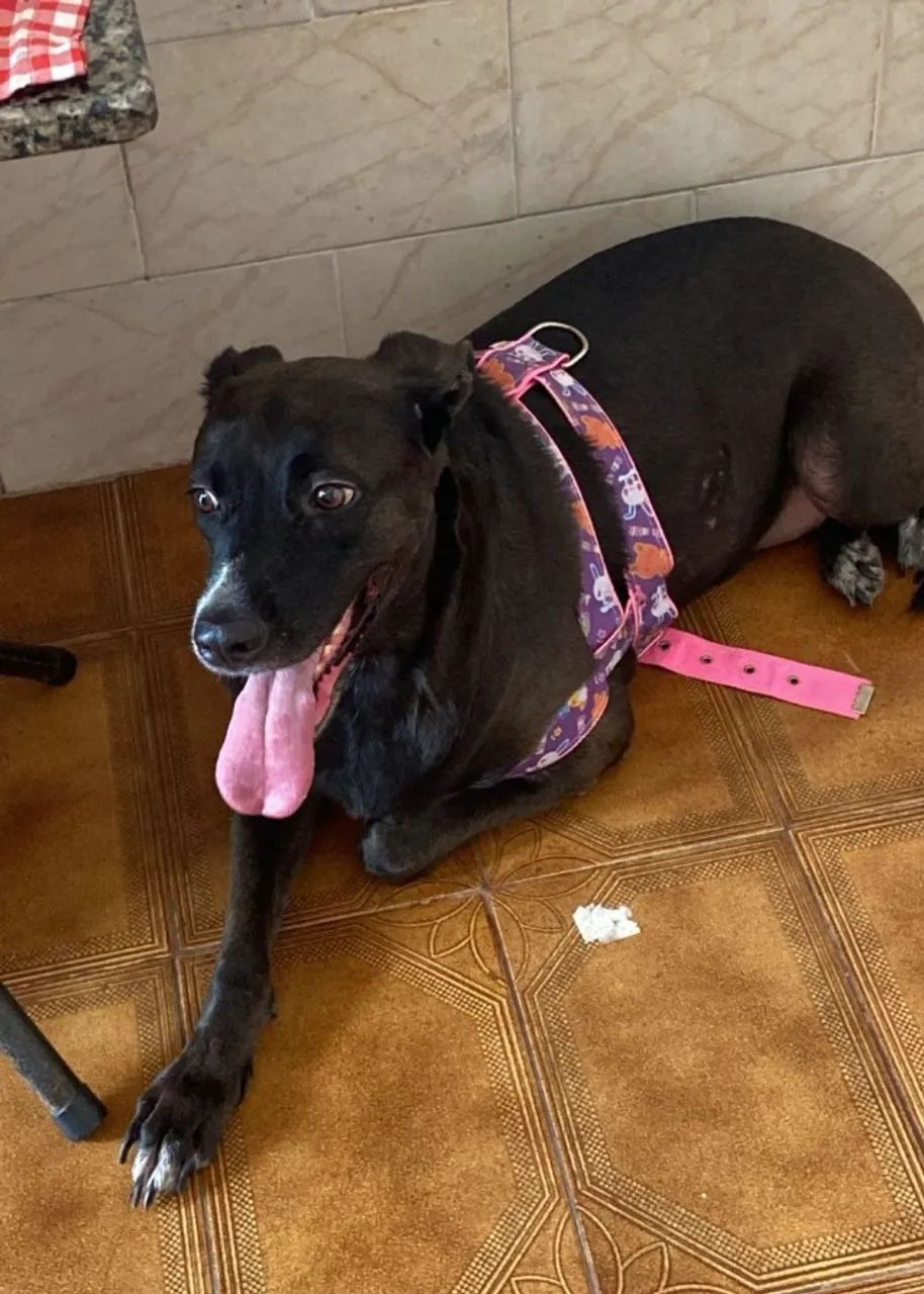 1 cachorro(fêmea) disponível para adoção