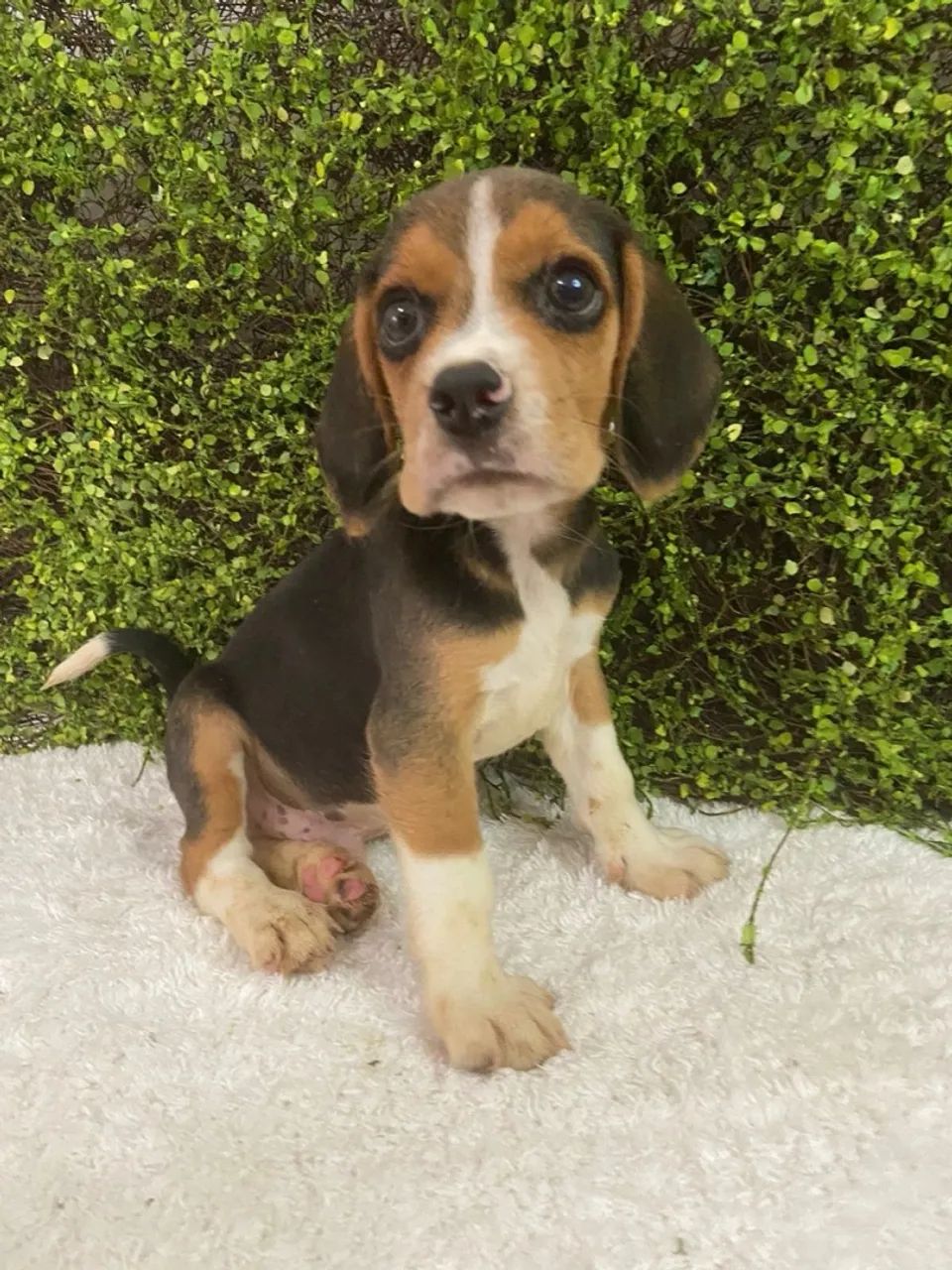 Filhote de Beagle tricolor 