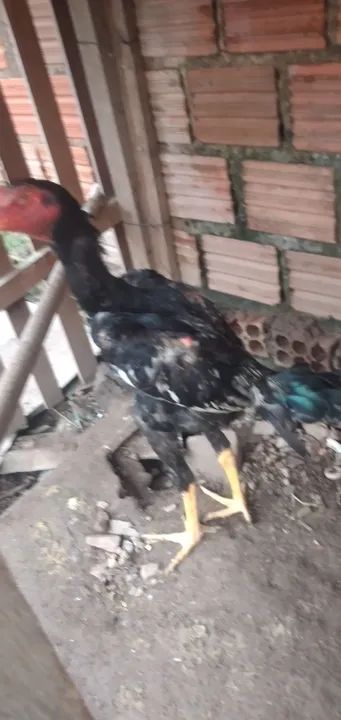 Vendo 2 frango  - Foto 2