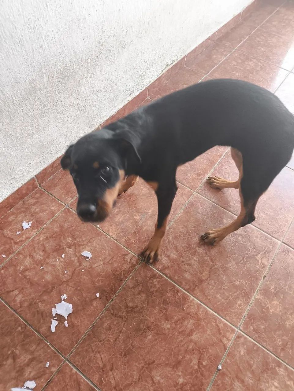 Cachorro Rottweiler - Foto 3