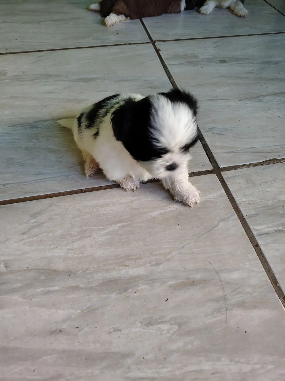 Filhote Shih Tzu