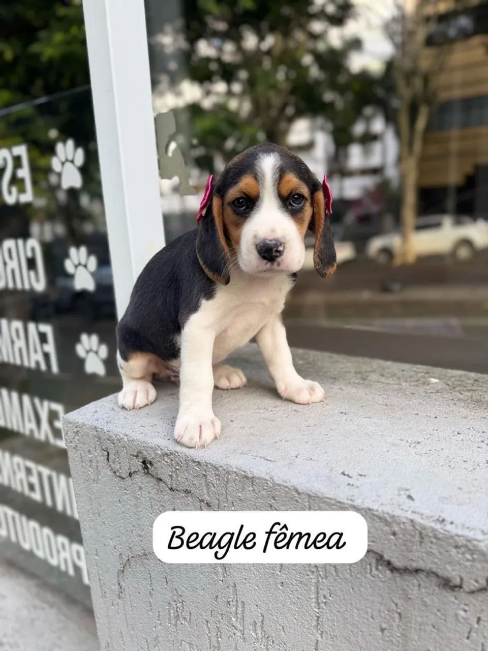 Filhote Beagle Fêmea