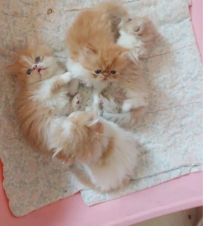 Persa Filhotes excelente linhagem  - Foto 2