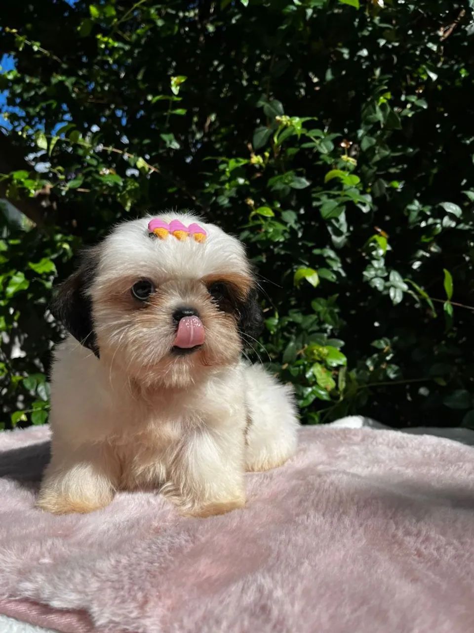 Fêmea de shih-tzu disponível !!