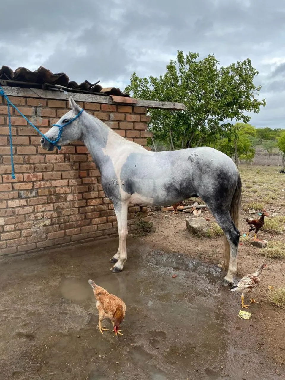 Cavalo pampa