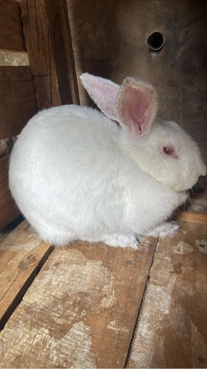 Família de coelhos - Foto 2