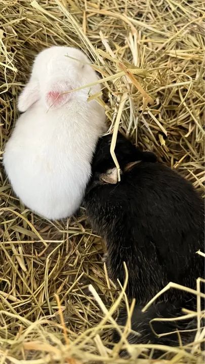 Filhotes de Coelho anao holandes (Netherland) padrão Pet - Foto 4