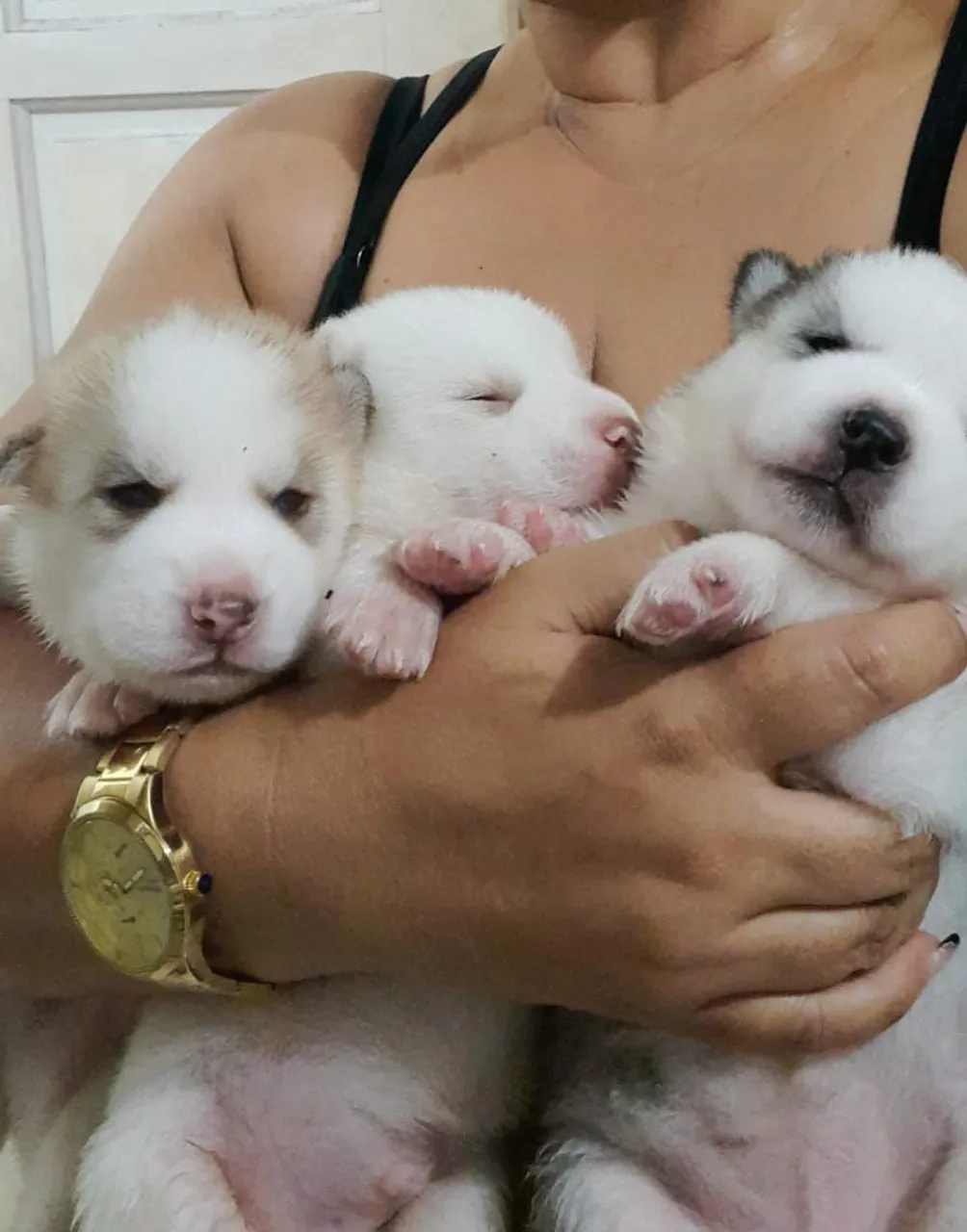 Filhote de Husky Siberiano, 1 mês de idade. Olhos azuis