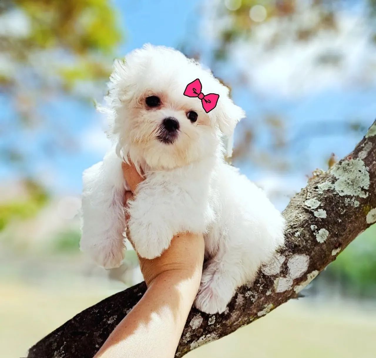 Maltês Micro pedigree Legítimos  Pedigree CBKC  - Foto 4