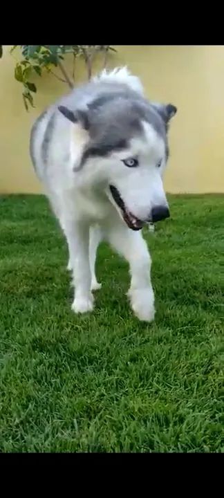 HUSKY SIBERIANOS  - Foto 3