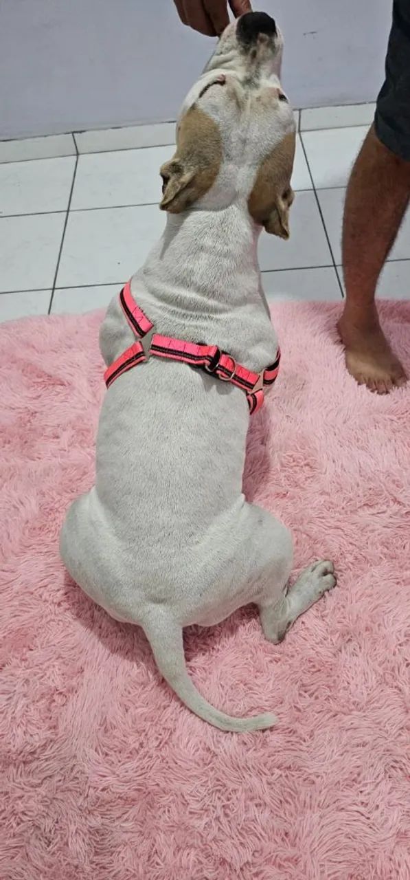 Procuro namorado american bully 