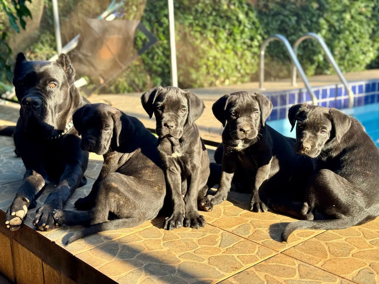 Ninhada disponível - Cane Corso Italiano  - Foto 3