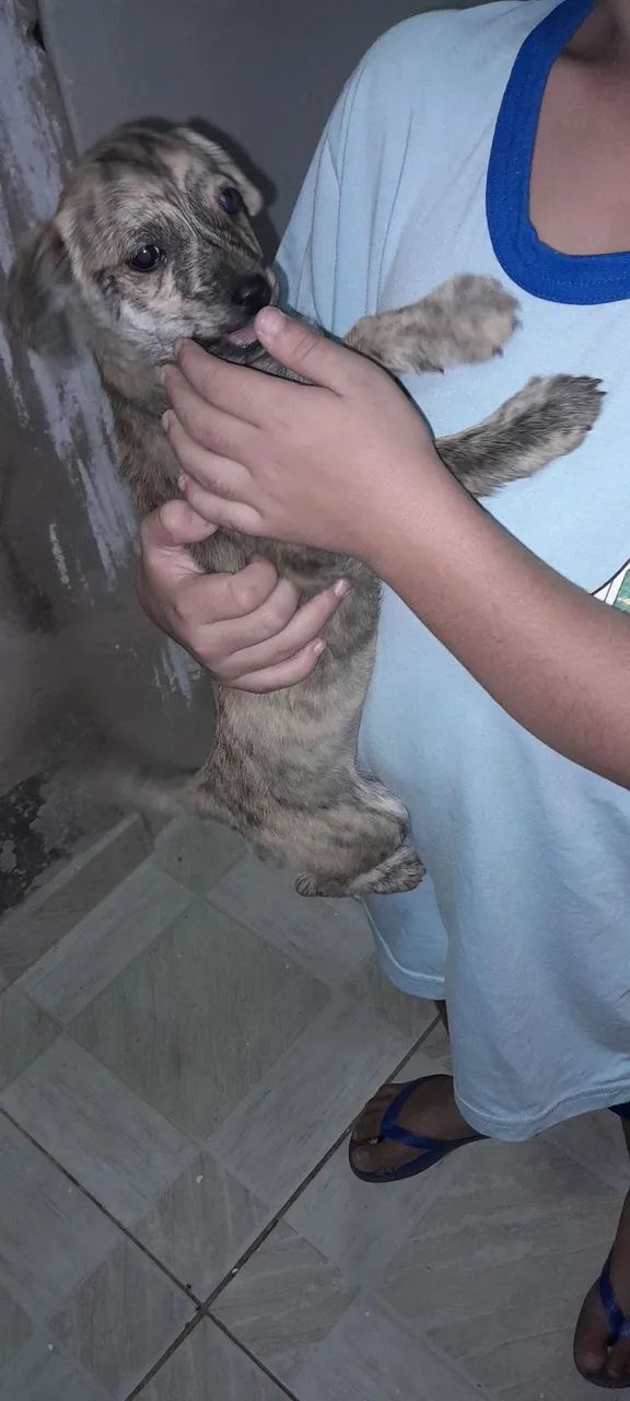 Doação de Filhote de cachorro - Foto 5