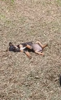 Cachorra fêmea