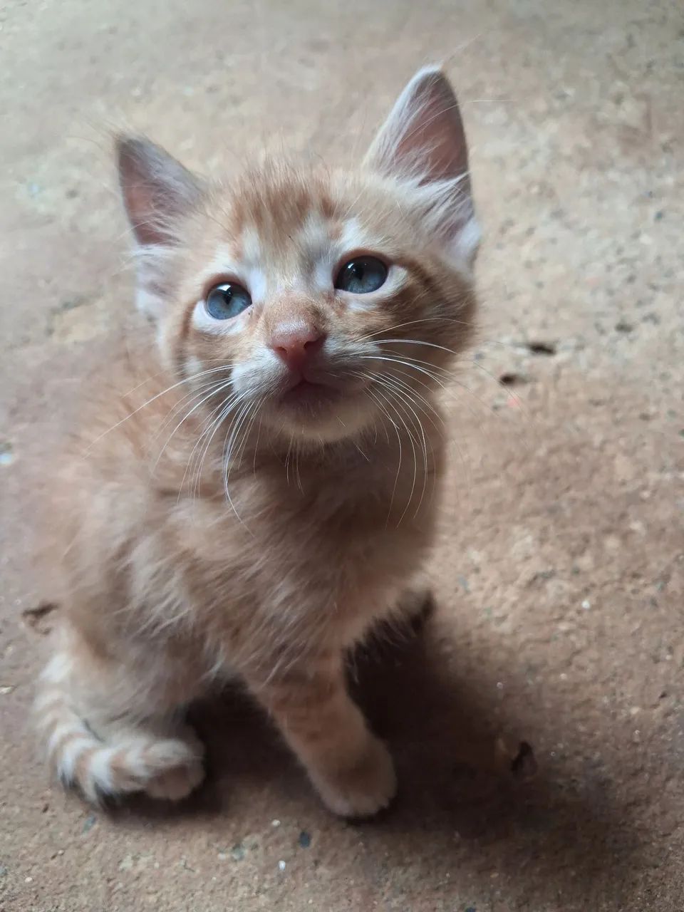 doação de gatos ? - Foto 3