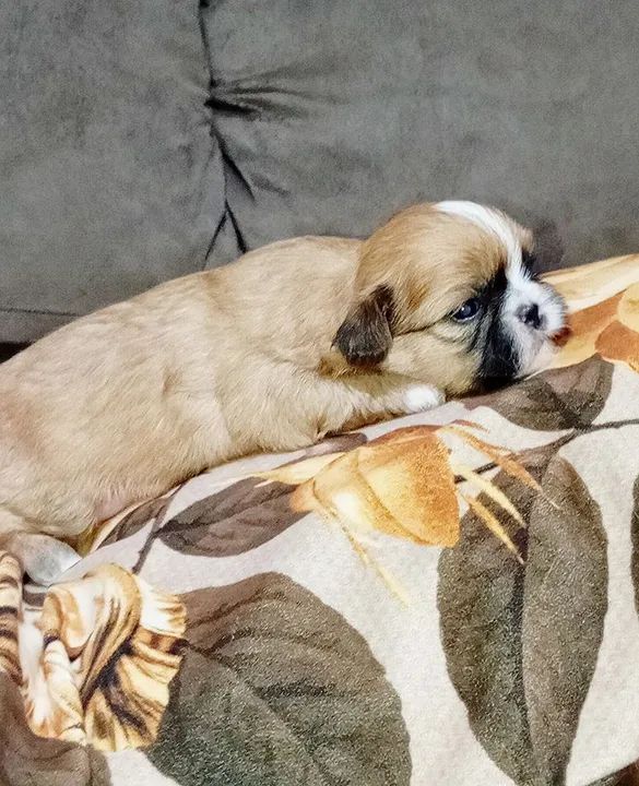 Filhote Shihtzu 5 machos 1 fêmea  - Foto 2