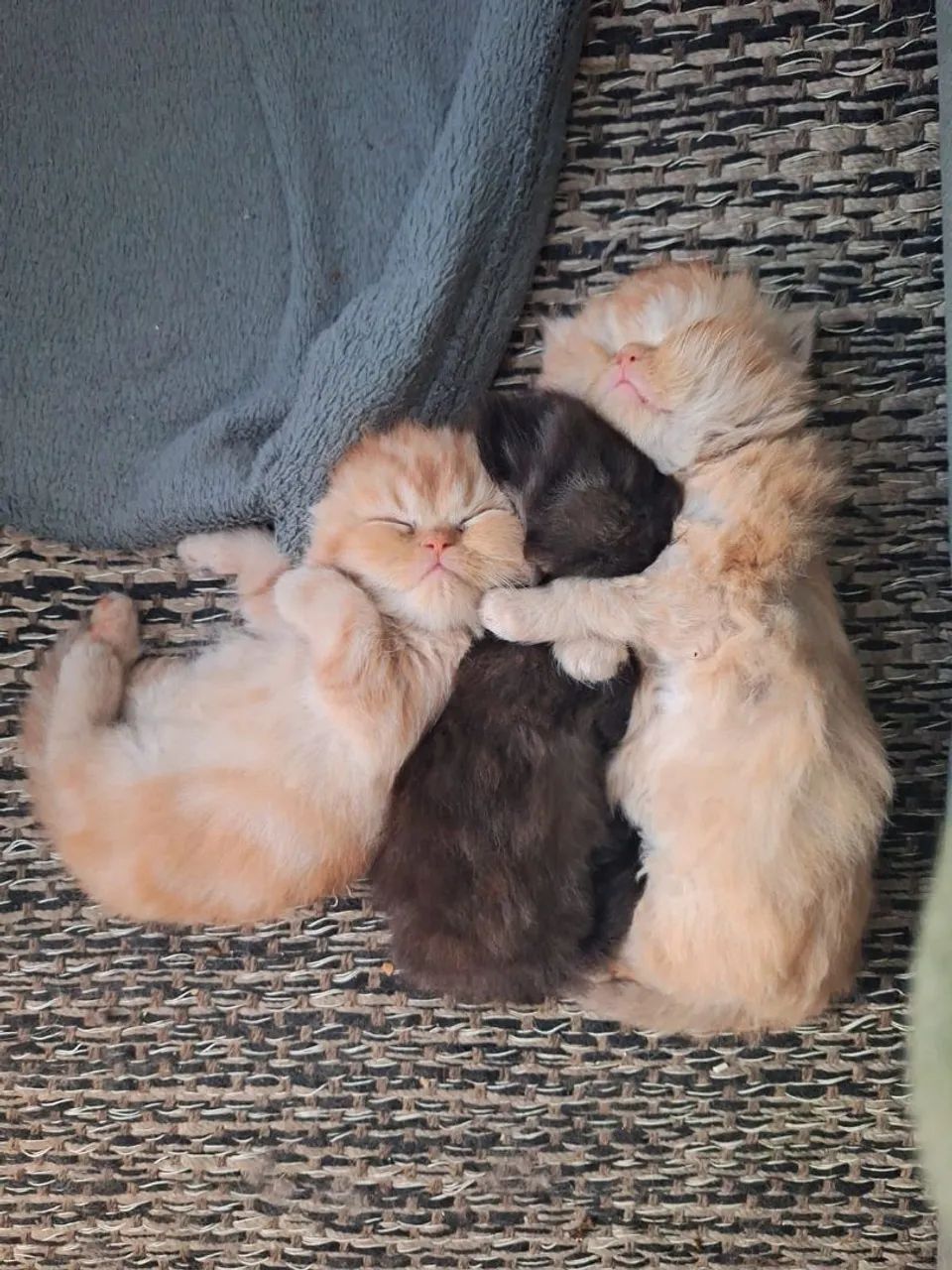 Persas Maravilhosos Disponíveis  - Foto 5