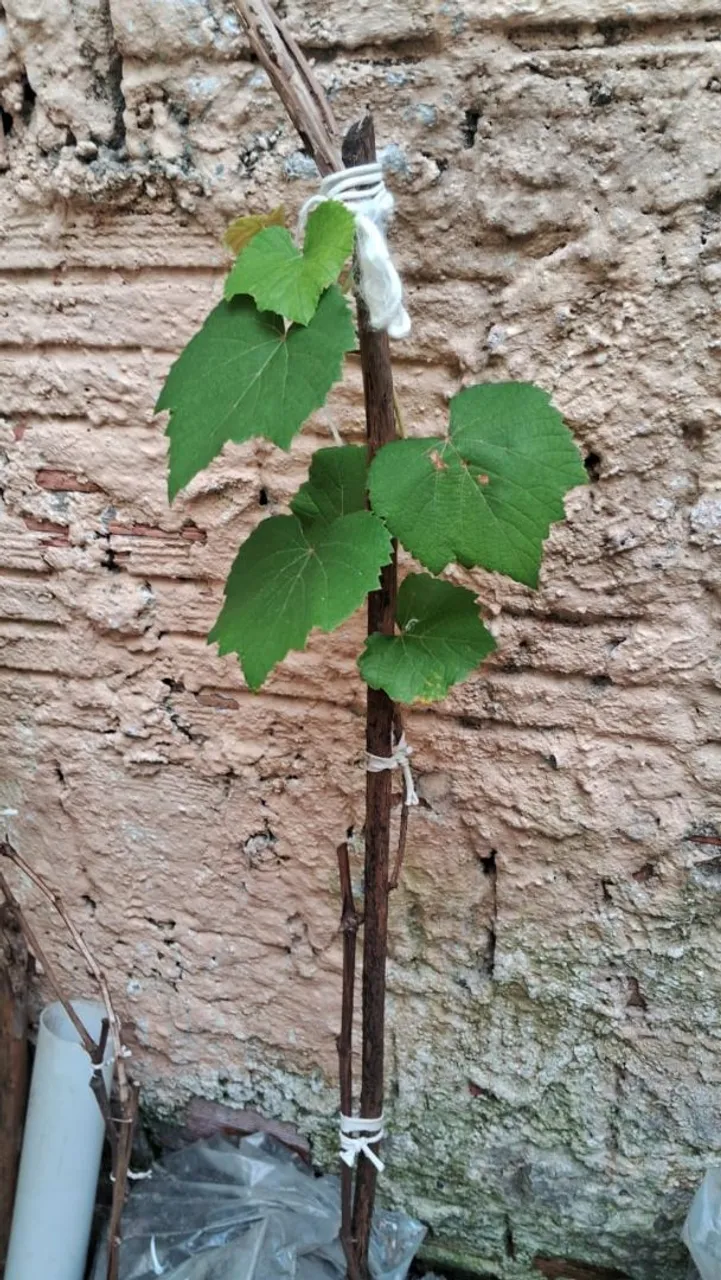 Muda de UVA?